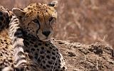 TANZANIA - Serengeti National Park - Ghepardo - 11